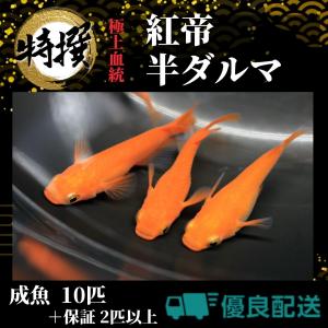 【成魚10匹】メダカ 紅帝半ダルマ【めだか】ゾウリムシ ミジンコ PSB と同梱可能 生クロレラ同梱不可