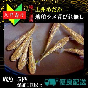 【成魚5匹】メダカ 琥珀ラメ背びれ無し【めだか】初心者 生体 観賞魚 ゾウリムシ ミジンコ PSB と同梱包可能 生クロレラ 同梱不可