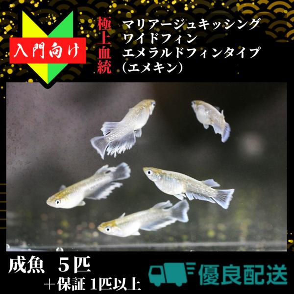 【成魚5匹】メダカ 入門【マリアージュ キッシングワイドフィン エメラルドフィンタイプ 成魚】めだか...