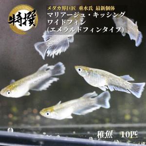 【稚魚10匹】メダカ【マリアージュ・キッシングワイドフィン エメラルドフィンタイプ 稚魚】めだか エメキン ゾウリムシ PSBと同梱可能 生クロレラ同梱不可｜高級メダカworld green aquarium