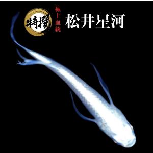 【成魚1ペア】メダカ　松井星河【めだか】生体 まついせいが ゾウリムシ ミジンコ PSB と同梱可能 生クロレラ同梱不可