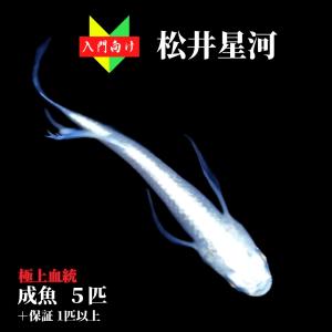 メダカ 入門【松井星河 入門用成魚5匹】めだか 生体 まついせいが 初心者 ゾウリムシ ミジンコ PSB と同梱可