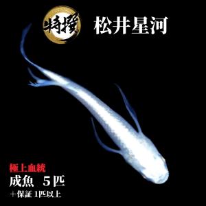 【成魚5匹】メダカ 松井星河【めだか】目高 生体 まついせいが ゾウリムシ ミジンコ PSB と同梱可能 生クロレラ同梱不可