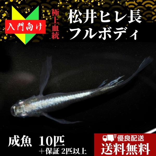 【送料無料】メダカ 入門【松井ヒレ長フルボディ 入門用成魚10匹】めだか 生体 観賞魚 ゾウリムシ ...