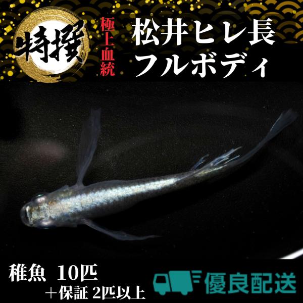 メダカ【松井ヒレ長フルボディ 稚魚10匹】めだか まついひれなが 生体 ゾウリムシ ミジンコ PSB...