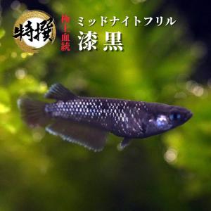 【成魚1ペア】メダカ ミッドナイトフリル漆黒タイプ【めだか】ゾウリムシ ミジンコ PSB と同梱可能 生クロレラ同梱不可