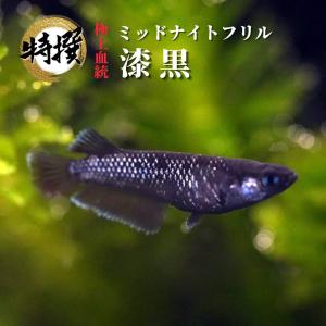 メダカ【ミッドナイトフリル漆黒タイプ 成魚1ペア】ゾウリムシ ミジンコ PSB と同梱可能 生クロレラ同梱不可｜world-green-aquarium