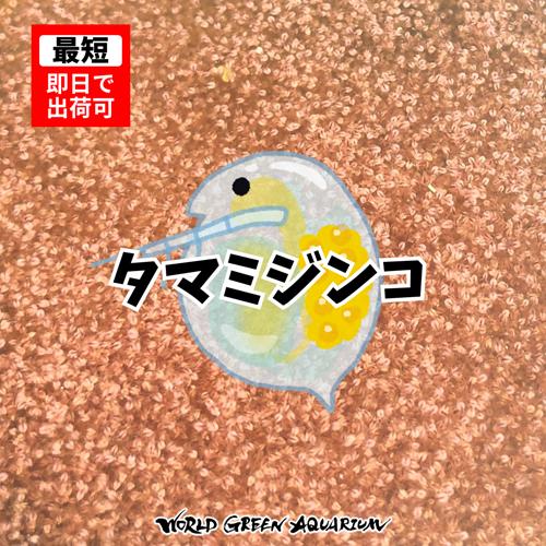 【20g】メダカの餌 ミジンコ【送料無料】高品質タマミジンコ めだか メダカ 目高 生体 生餌 活餌...