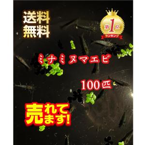 【送料無料】ミナミヌマエビ100匹【発送地域限定】メダカのお供に！発泡スチロールにて発送いたします！