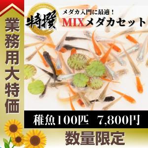【稚魚100匹】メダカ ミックスメダカ稚魚【業務...の商品画像