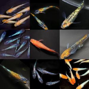 【成魚10匹】メダカ ミックスメダカ【送料無料...の詳細画像4