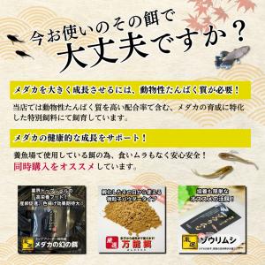 【成魚10匹】メダカ ミックスメダカ【送料無料...の詳細画像5