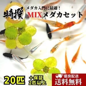 【送料無料】メダカ【ミックスメダカ20匹＋α 数量限定で餌付！】めだか 生体 おまかせ ランダム オロチ 楊貴妃 幹之 三色 ラメ 体外光 ヒレ長など