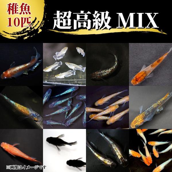 【送料無料】【稚魚10匹】メダカ【超高級ミックスメダカ稚魚 10匹+α】レッドクリフエメキンサファイ...