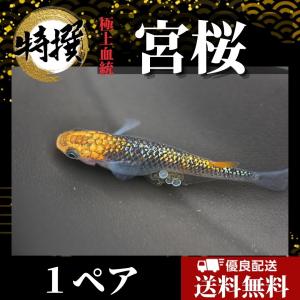 【成魚1ペア】メダカ 宮桜【めだか】特選めだか ゾウリムシ ミジンコ PSB と同梱可能 生クロレラ同梱不可