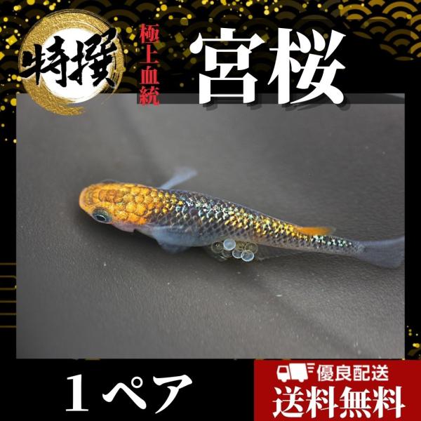 【成魚1ペア】メダカ 宮桜【めだか】特選めだか ゾウリムシ ミジンコ PSB と同梱可能 生クロレラ...