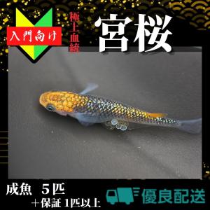 【入門用成魚5匹】メダカ 宮桜【めだか】生体 みやざくら 初心者 ゾウリムシ ミジンコ PSB と同梱包可能 生クロレラ同梱不可
