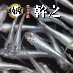 【送料無料】メダカ【幹之 成魚30匹】めだか 生体 目高 みゆき 青メダカ ゾウリムシ ミジンコ PSB と同梱可能 生クロレラ同梱不可…｜高級メダカworld green aquarium