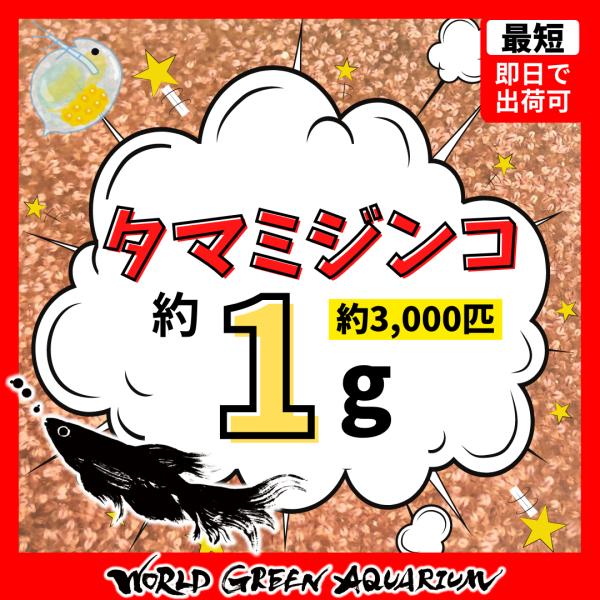 メダカ 餌【ミジンコ 1g】高品質タマミジンコ約3,000匹　めだか 生体 生き餌 活餌 エサ 色揚...