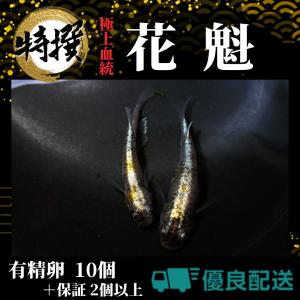 花魁 めだかの商品一覧 通販 Yahoo ショッピング