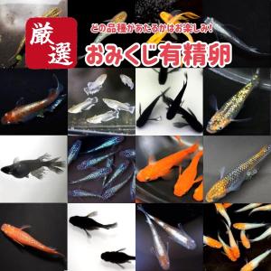 今話題の過背金龍も当たる！【有精卵20個】メダカの卵 有精卵【送料無料】生体 目高 漆黒 紅帝 オロチ 幹之 レッドクリフ エメキン ダルマなどの100種類以上から