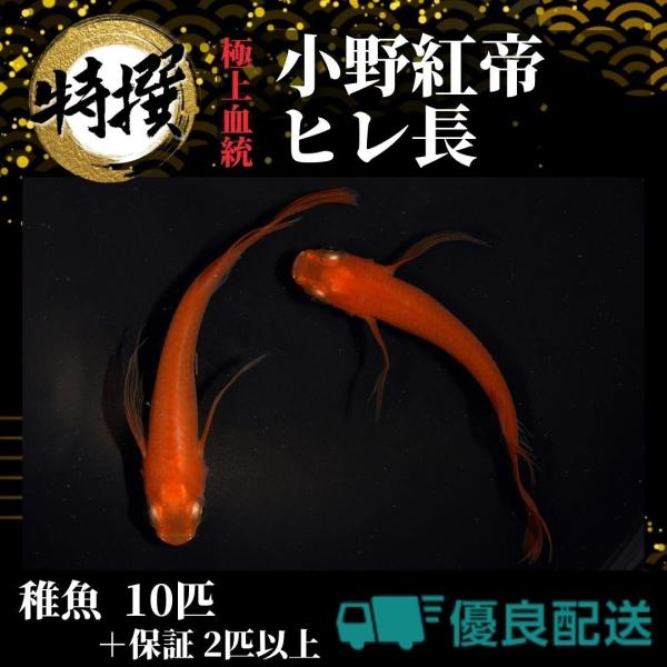 メダカ【小野紅帝長ヒレ 稚魚10匹】めだか ちぎょ 観賞魚 ゾウリムシ ミジンコ PSB と同梱包可...