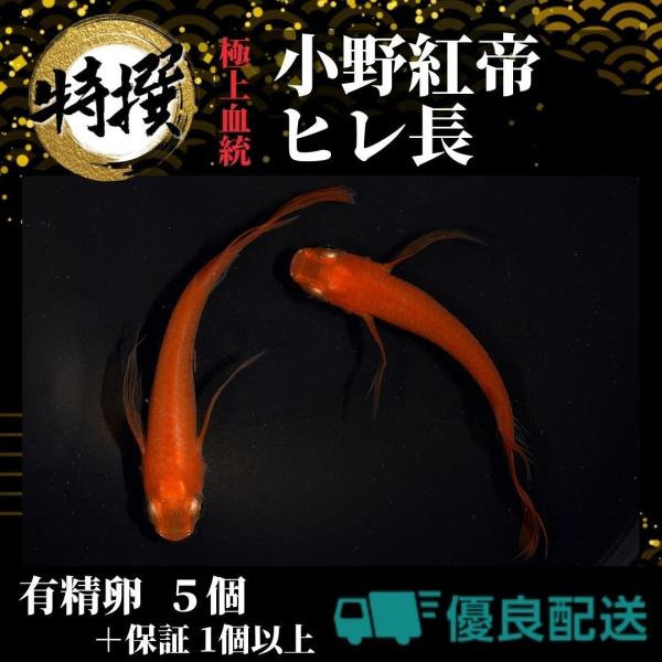 メダカの卵【小野紅帝長ヒレ 有精卵5個】観賞魚 めだか たまご ゾウリムシ ミジンコ PSB と同梱...