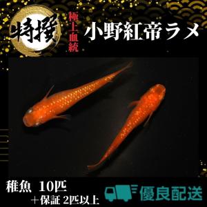 メダカめだか ちぎょ 観賞魚 ゾウリムシ ミジンコ PSB