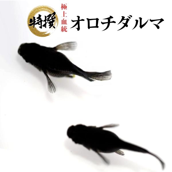 【有精卵10個】メダカの卵 オロチダルマ【送料無料】めだか 生体 ゾウリムシ ミジンコ PSB と同...