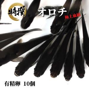 【送料無料】メダカの卵【オロチ 有精卵10個】めだか 生体 目高 黒 おろち ゾウリムシ ミジンコ PSB｜高級メダカworld green aquarium