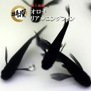 【入門用成魚5匹】メダカ オロチリアルロングフィン【めだか】めだか 初心者 ゾウリムシ ミジンコ PSBと同梱包可能