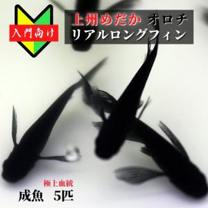 【入門用成魚5匹】メダカ オロチリアルロングフィン【送料無料】目高 めだか 初心者 生体 観賞魚 ゾウリムシ ミジンコ PSB と同梱包可能 生クロレラ 同梱不可