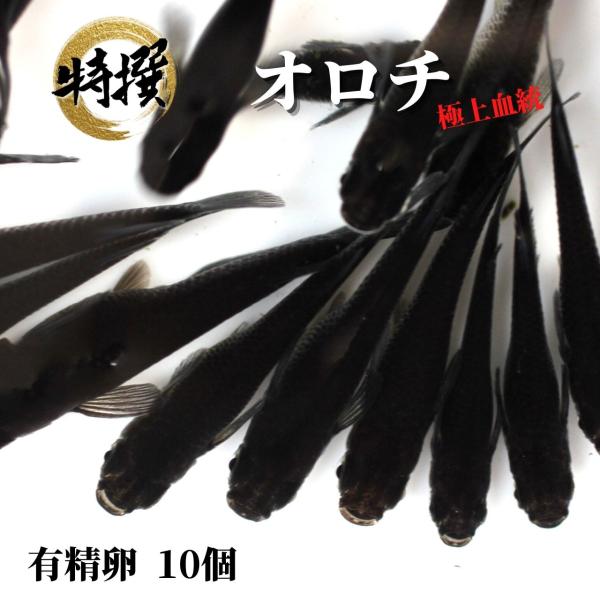 【有精卵10個】メダカの卵 オロチ【めだか】オロチメダカ 目高 生体 おろち 鑑賞魚 ゾウリムシ ミ...