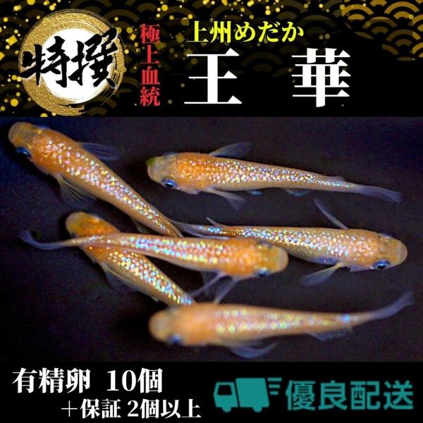 【有精卵10個】メダカの卵 王華【めだか】おうか ゾウリムシ ミジンコ PSB と同梱可能 生クロレ...