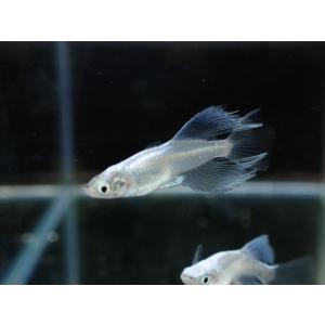 【稚魚10匹】メダカ プラチナブルージェイリアルロングフィン【めだか】ゾウリムシ ミジンコ PSB と同梱可能