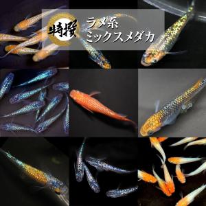 【成魚10匹＋α】メダカ ラメ系ミックスメダカ【送料無料】めだか 目高 生体 MIX ラメメダカ サファイア 夜桜ゴールド 桜小町 王華 紅華など人気品種より選別！