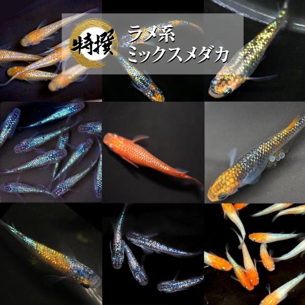 【5匹＋α】メダカ ラメ系ミックスメダカ【送料無料】S~SSサイズ めだか 目高 生体 MIXメダカ...