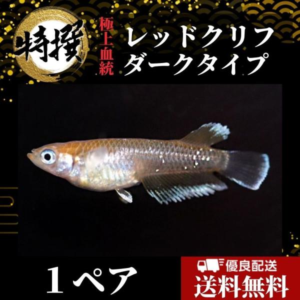 【成魚1ペア】メダカ レッドクリフダークタイプ【めだか】ゾウリムシ ミジンコ PSB と同梱可能 生...