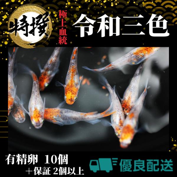 メダカの卵【令和三色 有精卵10個】めだか 生体 目高 れいわさんしょく たまご ゾウリムシ ミジン...