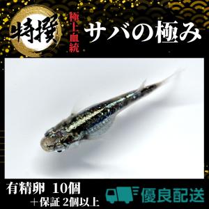 【有精卵10個】メダカの卵 サバの極み【めだか】観賞魚 たまご ゾウリムシ ミジンコ PSB と同梱可能 生クロレラ同梱不可
