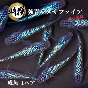数量限定【成魚1ペア】本家血統極上親候補 青強ラメサファイア【送料無料】サファイアメダカ めだか 目高 生体 ゾウリムシ ミジンコ PSB と同梱可能