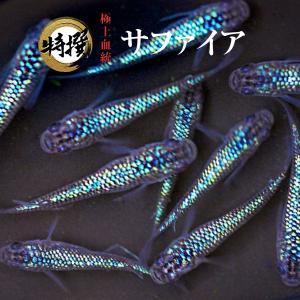 【10匹】メダカ サファイア【めだか】S~SSサイズ 稚魚 サファイアメダカ 生体 ゾウリムシ ミジンコ PSB と同梱可能 生クロレラ同梱不可