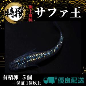 【有精卵5個】メダカの卵 サファ王【めだか】ゾウリムシ ミジンコ PSB と同梱可能 生クロレラ同梱不可