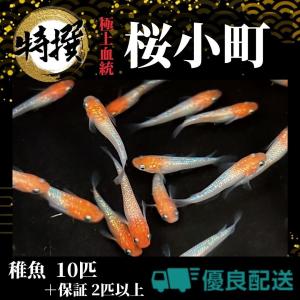 【10匹＋α】メダカ 桜小町【めだか】S~SSサイズ 稚魚 さくらこまち ゾウリムシ ミジンコ PSB と同梱可能 生クロレラ同梱不可