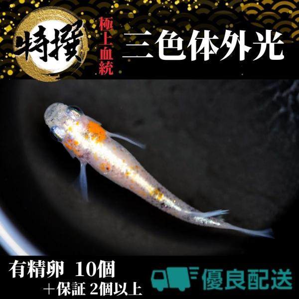 【有精卵10個】メダカの卵 三色体外光【めだか】さんしょくたいがいこう ゾウリムシ ミジンコ PSB...