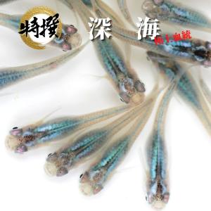 【稚魚20匹】メダカ 深海【送料無料】深海メダカ めだか 生体 目高 ゾウリムシ ミジンコ PSB と同梱可能 生クロレラ同梱不可