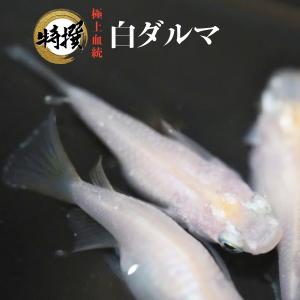 【有精卵10個】メダカの卵 白ダルマ【めだか】観賞魚 たまご ゾウリムシ ミジンコ PSB と同梱可能 生クロレラ同梱不可