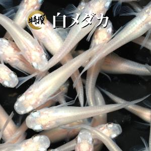 【成魚5匹】メダカ 白めだか【送料無料】目高 生体 ピュアホワイト ホワイトメダカ 白メダカ ゾウリムシ ミジンコ PSB と同梱可能 生クロレラ同梱不可