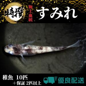 お特品 万能餌 当店でも使用 特選クロレラ錠剤 22ｇ約110粒 メダカ 金魚の色揚げ 消化不良改善に効果あり 甲殻類 レットビーシュリンプ 太極の餌 Kurorerajyouzai 高級メダカworld Green Aquarium 通販 Yahoo ショッピング