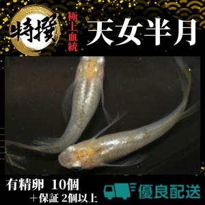 【有精卵10個】メダカの卵 天女半月【めだか】観賞魚 たまご ゾウリムシ ミジンコ PSB と同梱可能 生クロレラ同梱不可